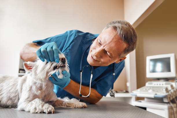 Best Weekend Emergency Dentist in Herald Harbor, MD